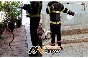 Malkara’da 2 metrelik zehirli engerek korkuttu