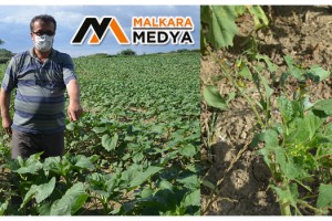 Malkara'da çekirgeler tarlayı istila etti, zarar büyük