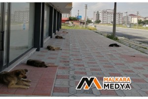 Sokak köpeklerinin sosyal mesafeli dinlenmesi güldürürken düşündürdü