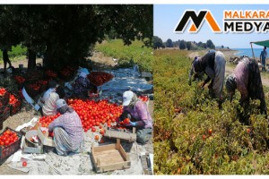 Çanakkale Domatesi tarlada kaldı