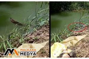 Malkara'da görülen su samuru şaşırttı