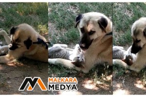 Malkara'da kediyle köpeğin gülümseten dostluğu