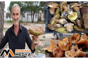 Ayı mantarı köylünün gelir kapısı oldu