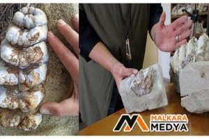 Çanakkale’de 9 milyon yıl öncesine ait mamut fosilleri bulundu