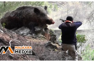 Malkara'da domuz avlarken arkadaşını vurdu