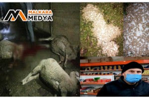 Malkara'da meraya atılan gübre 8 koyunu telef etti