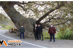 Tekirdağ’da 32 anıt ağaç tescil edildi