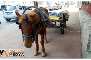 Malkara'da sahibinden kaçan başıboş at trafikte tehlike saçtı