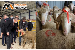 Tekirdağ’da 34 adet merinos ırkı koç dağıtıldı