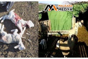 Çoban köpeği bağlı olunca sokak köpekleri 2 kuzuyu parçaladı