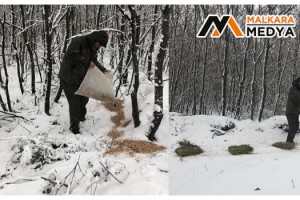 Karlı günlerde yaban hayvanları için doğaya 200 kilogram yem bırakıldı