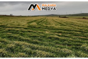Don sonrası erken ekim yapılan alanlarda sararma meydana geldi