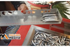 Tekirdağ'da balıklara boy denetimi