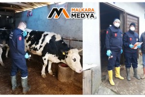 Tekirdağ’da şap hastalığına geçit yok