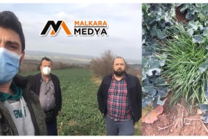 Kanola’da Kimyasal Yolla Yabancı Ot Mücadelesi Başladı