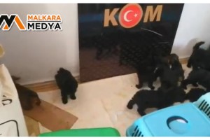 Malkara uygulama noktasında yavru köpekler ele geçirildi