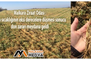 Malkara Ziraat Odası, Üreticileri Don Zararına Karşı Uyardı