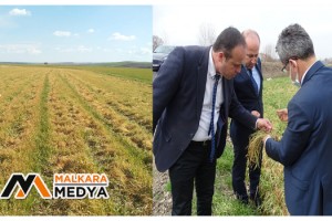 Tekirdağ'da buğdaydaki soğuk zararı araştırıldı: Çeşit, gübre ve zaman