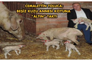 Malkara’da Merinos cinsi koyun tek seferde 5 kuzu doğurdu