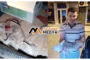 Malkara'da başıboş köpekler 2 kuzuyu telef etti