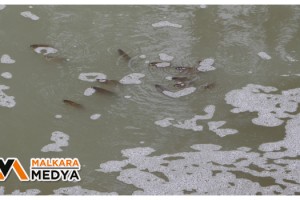 Malkara’da deredeki balık ölümleri tedirgin ediyor