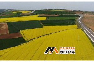 Tekirdağ'da "Sarı Bahar"