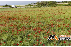 Tekirdağ'da tarlalar kırmızıya boyandı