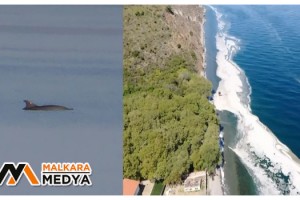 Yunuslar salyadan kaçarken görüntülendi