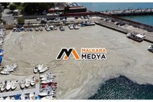 Bu görüntüler Tekirdağ'dan: Denizde salya çölü