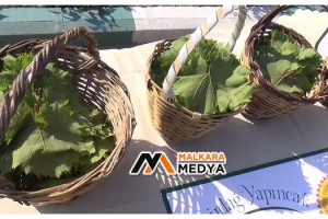 Tekirdağ’da coğrafi tescilli Yapıncak Yaprağı için hasat şenliği