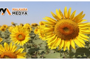 Gündöndüler Tekirdağ’ı sarıya boyadı