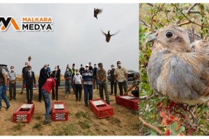 Tekirdağ’da ormanlara 400 keklik salındı