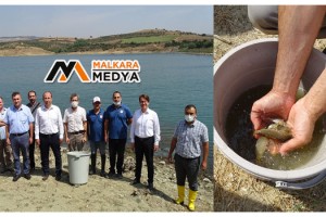 Tekirdağ'da son 3 yılda yarım milyon sazan yavrusu göletlere bırakıldı