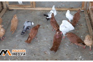 Hayrabolu'da "Kümes Hayvanları" festivali