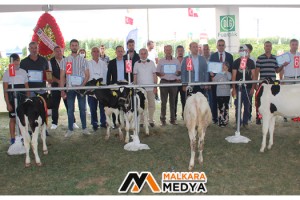 Tekirdağ DSYB, Karaevli Tarım Fuarında “Buzağı Güzellik Yarışması” Düzenledi