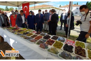 Türkiye’nin bağcılık merkezinde bağbozumu etkinliği
