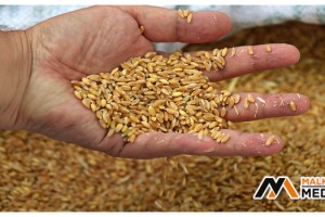 Edirne'de buğday 5 lira 667 kuruştan satıldı