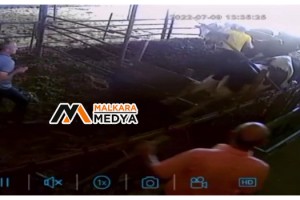 Kurbanlık dananın ortalığı birbirine kattığı anlar kamerada