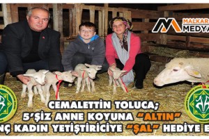 Malkara’da Sevgiyle Bakılan Merinos Koyun Tek Seferde 5 Kuzu Doğurdu!..