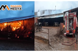 Çiftlikte çıkan yangında hayvanlar telef oldu