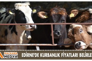 Edirne'de kurbanlık fiyatları belirlendi