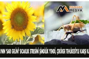 Trakya'nın "SARI GELİNİ" sıcaklık stresini şimdilik yendi, çekirge tehlikesiyle karşı karşıya