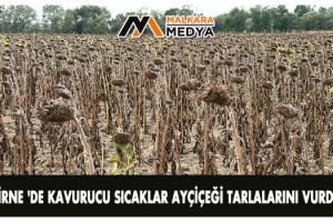 EDİRNE 'de kavurucu sıcaklar ayçiçeği tarlalarını vurdu