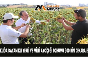 Kuraklığa dayanıklı yerli ve milli ayçiçeği tohumu 300 bin dekara ekildi