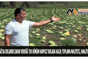 Tekirdağ'da Dolunun zarar verdiği 700 dönüm karpuz tarlada kaldı; toplama maliyetli, nakliye pahalı