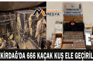 Tekirdağ'da 666 kaçak kuş ele geçirildi