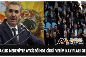 Kuraklık nedeniyle ayçiçeğinde ciddi verim kayıpları oluştu