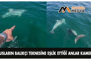 Yunusların balıkçı teknesine eşlik ettiği anlar kamerada