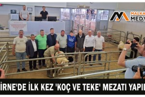 Edirne'de ilk kez 'Koç ve Teke' mezatı yapıldı