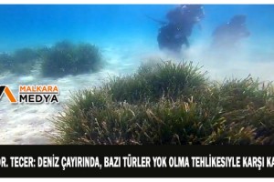 Prof. Dr. Tecer: Deniz çayırında, bazı türler yok olma tehlikesiyle karşı karşıya